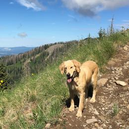 Ellie - Golden Retriever