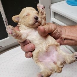 Girl 2 - Poodle puppy in Butler County, Missouri from Paws4PetsMO