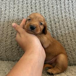 Tarzan - Red male Dachshund puppy in Nacogdoches, Texas from Heavenly Dachshunds