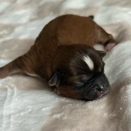 Red Male - Red and white male Shihpoo puppy in Asheboro, North Carolina from Southern Bred Pups