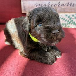 Alfalfa - Liver male Miniature Schnauzer puppy in Hemet, California from Journee Home Mini Schnauzers