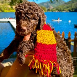 Ron - Red phantom male Aussiedoodle puppy in Upper Lake, California from Redwood Aussiedoodles