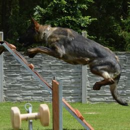 Stella - German Shepherd