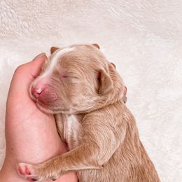 Goldendoodles and Golden Retrievers from Sweet Magnolia Doodles and The Magnolia Golden Retrievers