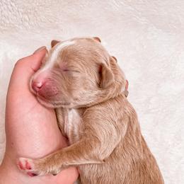 Goldendoodles and Golden Retrievers from Sweet Magnolia Doodles and The Magnolia Golden Retrievers
