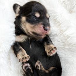 Armani - Black and cream male Dachshund puppy in Redding, California from Jean & Mae Doxies