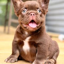 Blue collar - Liver male French Bulldog puppy in Jefferson City, Missouri from Central Frenchie Haven