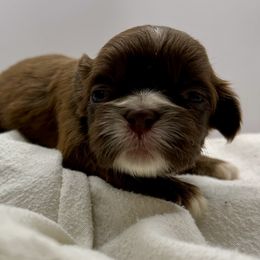 Red Velvet - Liver and white female Shih Tzu puppy in Statesboro, Georgia from Magnolia Small Breeds