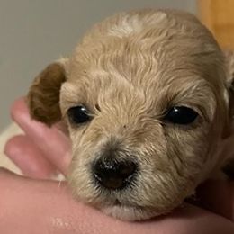 Poodles from Royal Toy Poodles