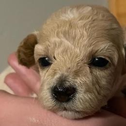Poodles from Royal Toy Poodles