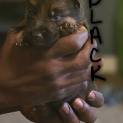 Black - Black and tan male German Shepherd puppy in Sebring, Florida from Blackwater K9