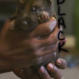 Black - Black and tan male German Shepherd puppy in Sebring, Florida from Blackwater K9