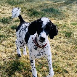 Bella - Poodle