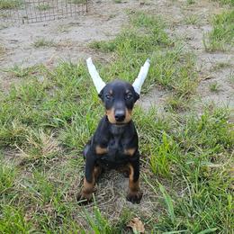 Storm - Black and rust female Doberman Pinscher puppy in Mount Orab, Ohio from Heyne Kennels