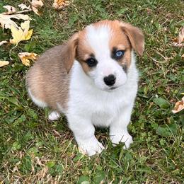Sophie - Sable female Pembroke Welsh Corgi puppy in Blair, Wisconsin from Sandy’s Pet Grooming and Boarding & AKC Corgis