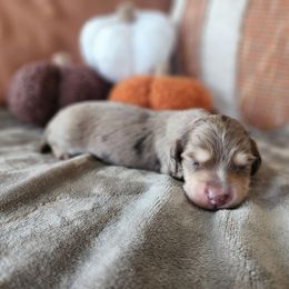 Dapple boy - Chocolate and cream male Dachshund puppy in Lindsay, California from Lewis Creek Dachshunds