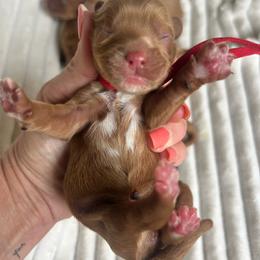 Girl 1 - Red female Cavapoo puppy in Dallas, Georgia from West Cobb Dogs