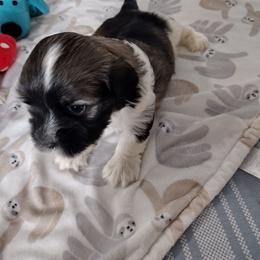 Redd - Red sable male Havanese puppy in Cleveland, Texas from 7th Heaven Havanese of Texas