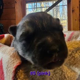 5 (pink) - Agouti and white female Siberian Husky puppy in Dane, Wisconsin from Sunny Hurricane Siberians