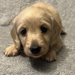 Starlord - Cream male Dachshund puppy in Arp, Texas from Barksalot Dachshunds