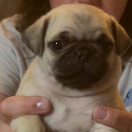 Martin - Fawn male Pug puppy in Morgantown, West Virginia from Groovy Pugs