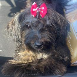Yorkshire Terriers from Royal Yorkies