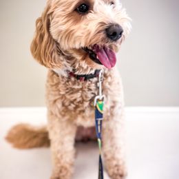 Holly - Goldendoodle