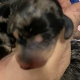 Female 1 dapple smooth coat - Dapple female Dachshund puppy in Bethany, Connecticut from Mardox Dachshunds