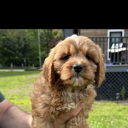 Morgan - Red male Cavapoo puppy in Bozrah, Connecticut from Cedar Creek Farm