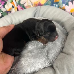 Gamora - Black and tan female Morkie puppy in Stockbridge, Georgia from Jenn’s Georgia Morkies and Biewer Terriers
