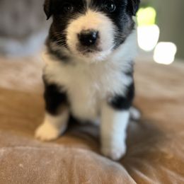 Australian Shepherd Puppies from Bombshell Australian Shepherds