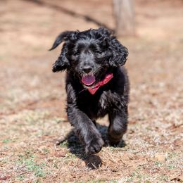 Girl 3 - Bernedoodle puppy in Choctaw, Oklahoma from Sugarcreek Haven Bernedoodles