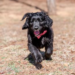 Girl 3 - Bernedoodle puppy in Choctaw, Oklahoma from Sugarcreek Haven Bernedoodles