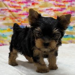 Teddy SMALL - Blue and gold male Yorkshire Terrier puppy in Monticello, Iowa from Ashley’s Puppies
