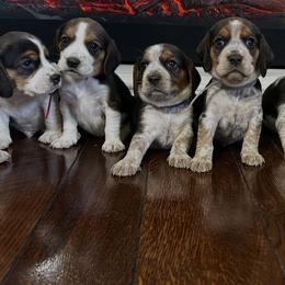 Beagle puppies from C & L Beagles and Bassets