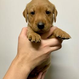 Red - Yellow male Labrador Retriever puppy in Newaygo, Michigan from Royal Oak Gundogs
