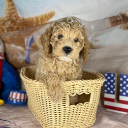 Mando - Cream male Goldendoodle puppy in Lake Panasoffkee, Florida from Donnas Deluxe Doodles LLC