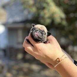 Ash - Pug puppy from Milan Pugs