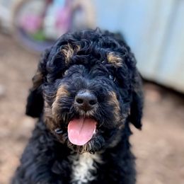 Morgan - black phantom - Phantom Bernedoodle puppy in Lookout, California from Remington Kennels, LLC