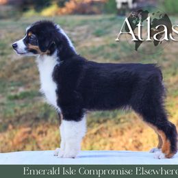 Atlas - Australian Shepherd