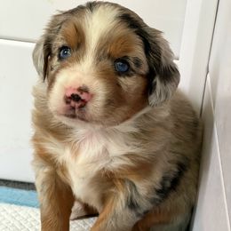 Australian Shepherd Puppies from Twist'n Tops Farm & Kennel