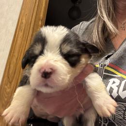 U-4 - Black and tan male Pembroke Welsh Corgi puppy in Sanford, Michigan from Tambali Pembroke Welsh Corgis