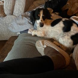 Bobbie - Dachshund