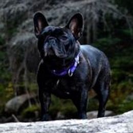 French Bulldogs from Marquesa’s French Bulldog
