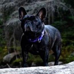 French Bulldogs from Marquesa’s French Bulldog