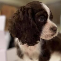 Cocker Spaniels from Pups of the Pines