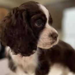Cocker Spaniels from Pups of the Pines