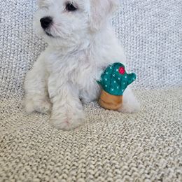 Boy 1 - White male Bichon Frise puppy in Lewiston, Utah from Country Pups Cavaliers