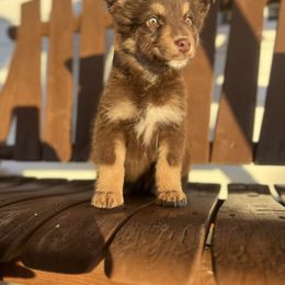 Goblin - Red tri female Miniature Australian Shepherd puppy in Bethany, Illinois from Rachel at Marrowbone Creek Aussies