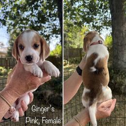 Ginger's Pink - Red black and white female Beagle puppy in Brownsville, Oregon from Beagles on the Run